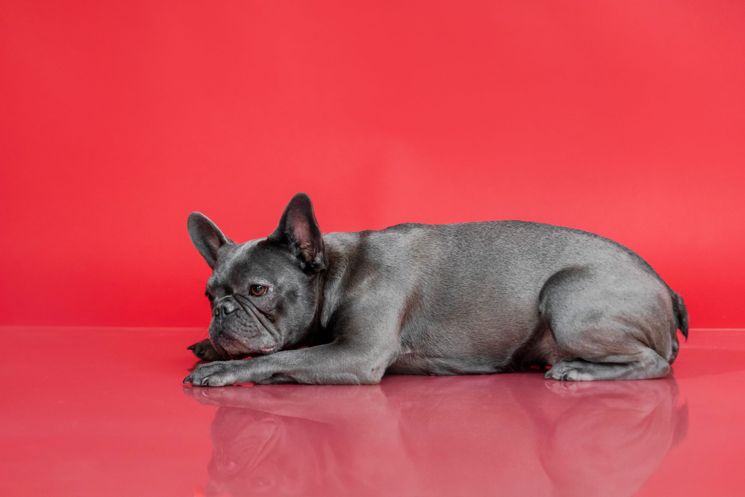 Breed Matters: Why Your Frenchie Costs More Than Your Husky (and Why That’s Fair)