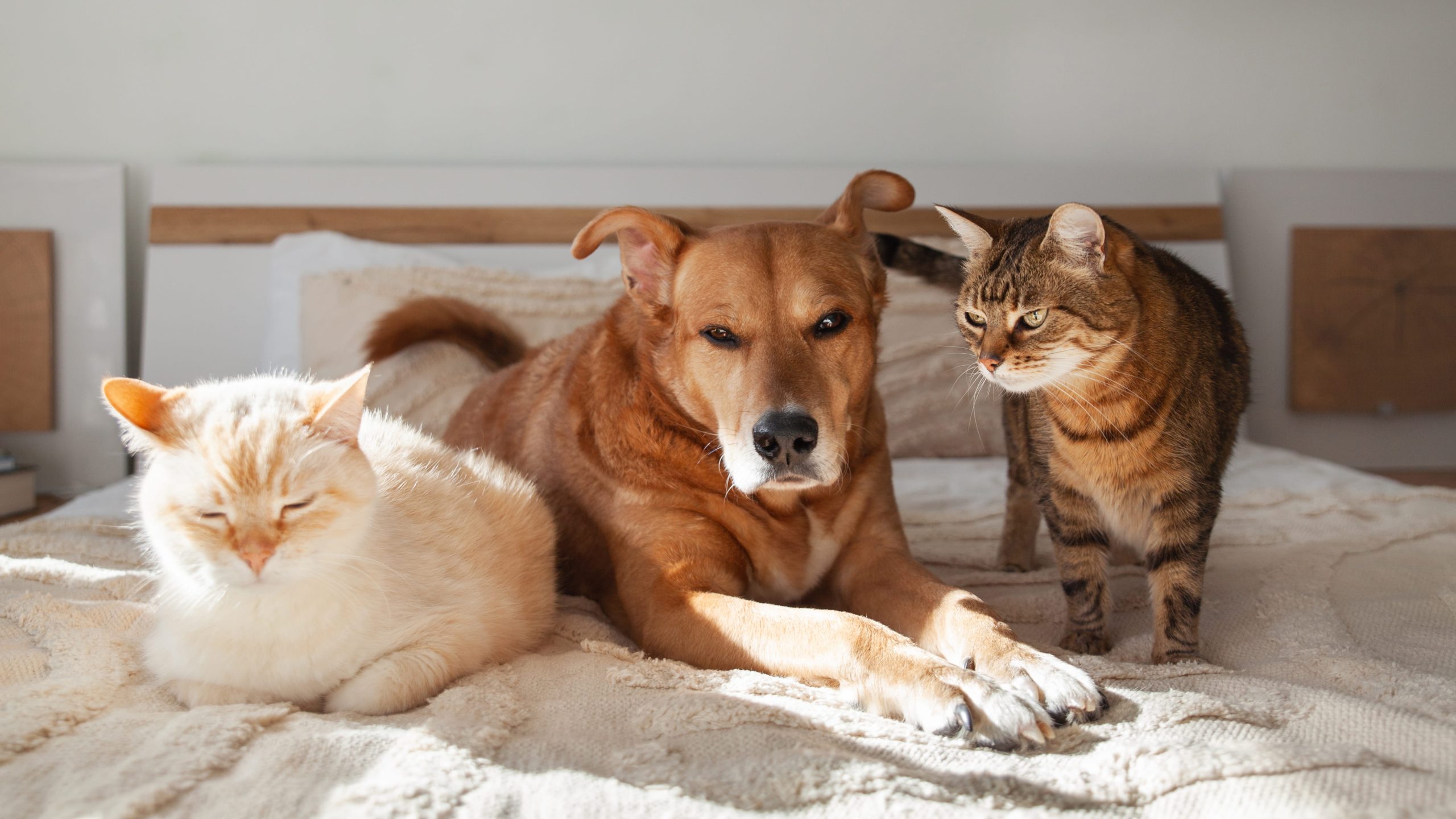 Multi-Pet Discounts: How CoverB Helps Your Whole Fur-Family